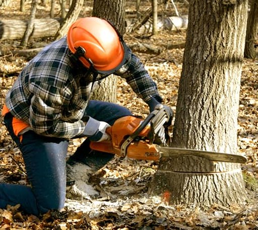 Tree Removal in Booth, AL
